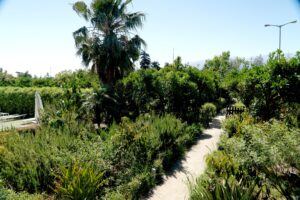 Commercial property For Sale Green Orange Villa & Business & Building & Plot & Avocado-Orange trees Bio/ Organic Cultivation green-orange-villa-garden-8 near Platanias Chania Crete Greece