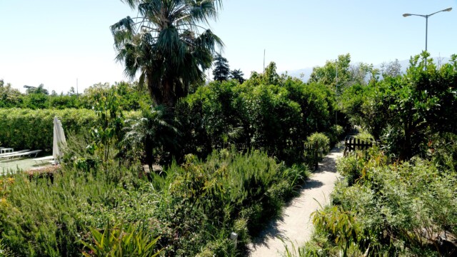 Commercial property For Sale Green Orange Villa & Business & Building & Plot & Avocado-Orange trees Bio/ Organic Cultivation green-orange-villa-garden-8 near Platanias Chania Crete Greece Commercial property For Sale Green Orange Villa & Business & Building & Plot & Avocado-Orange trees Bio/ Organic Cultivation green-orange-villa-garden-8 near Platanias Chania Crete Greece